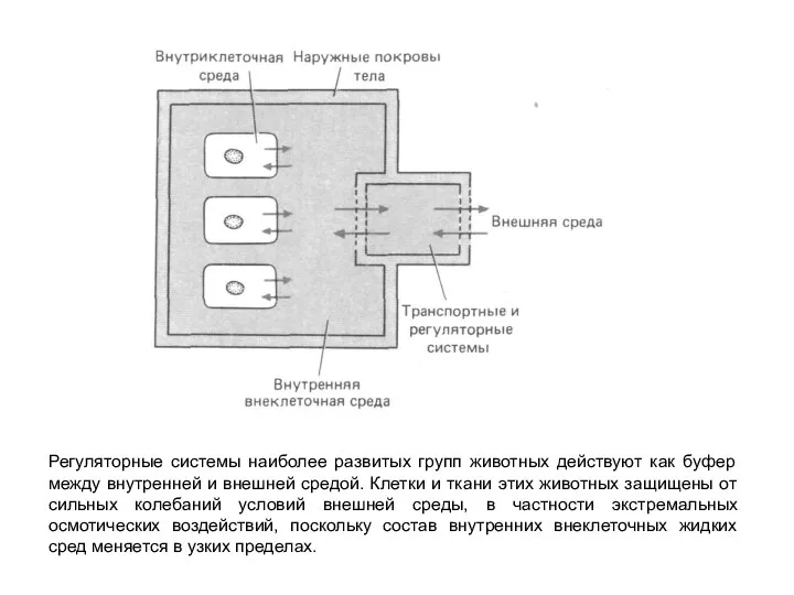 Регуляторные системы наиболее развитых групп животных действуют как буфер между внутренней и