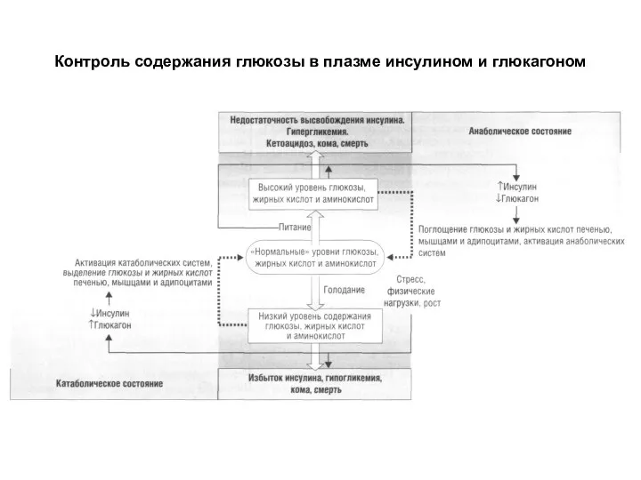 Контроль содержания глюкозы в плазме инсулином и глюкагоном