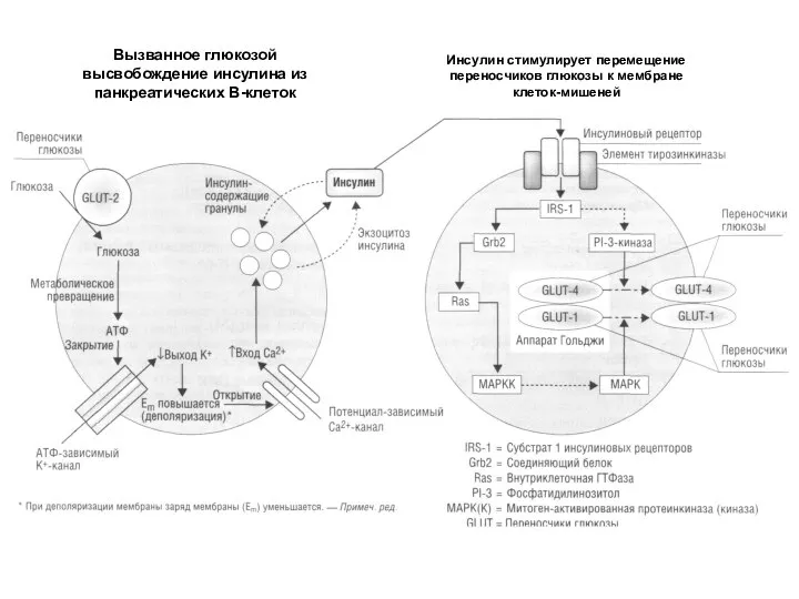 Вызванное глюкозой высвобождение инсулина из панкреатических В-клеток Инсулин стимулирует перемещение переносчиков глюкозы к мембране клеток-мишеней