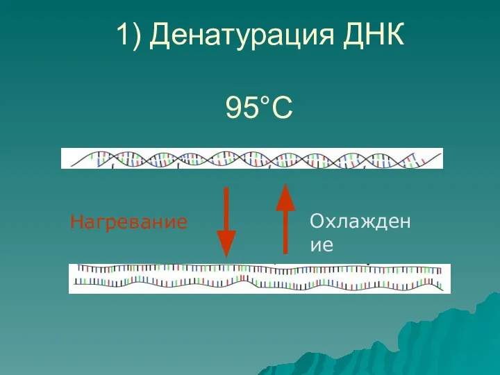 1) Денатурация ДНК 95°С