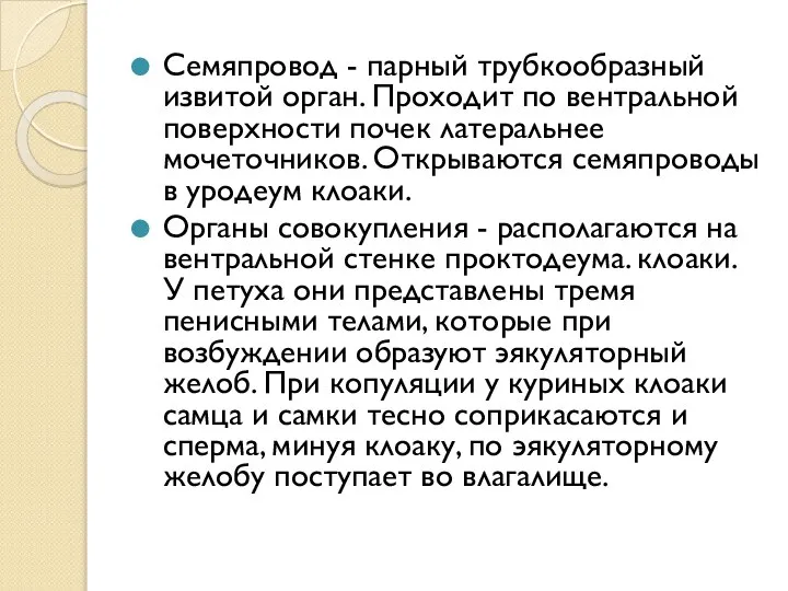 Семяпровод - парный трубкообразный извитой орган. Проходит по вентральной поверхности почек латеральнее