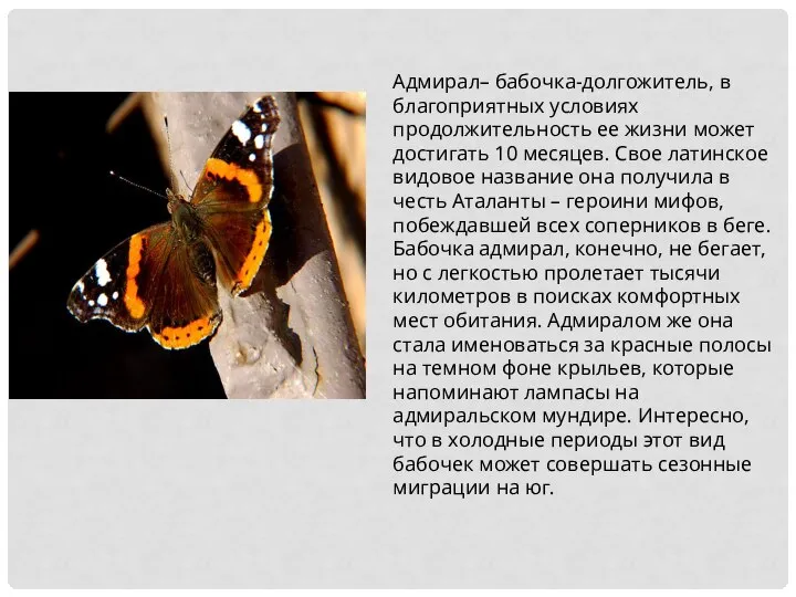 Адмирал– бабочка-долгожитель, в благоприятных условиях продолжительность ее жизни может достигать 10 месяцев.