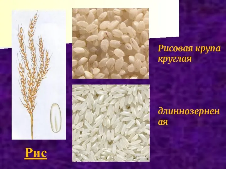 Рис Рисовая крупа круглая длиннозерненая