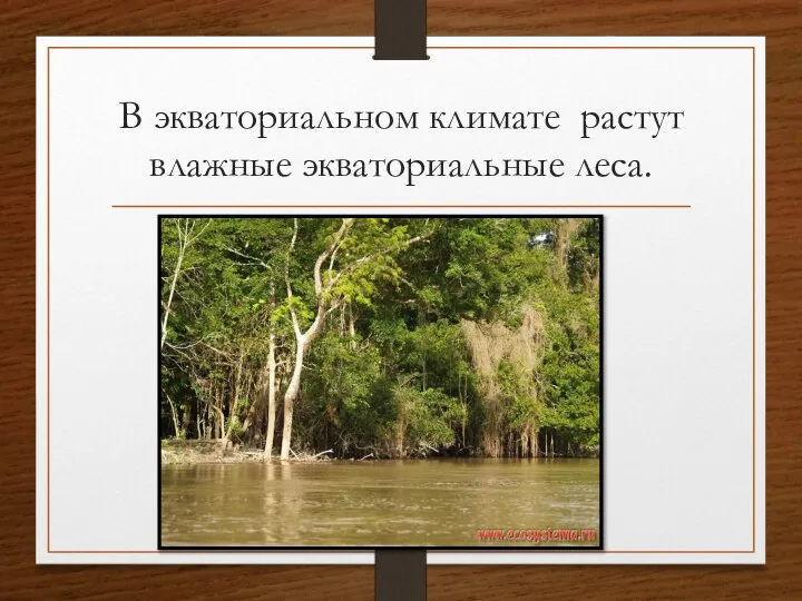 В экваториальном климате растут влажные экваториальные леса.