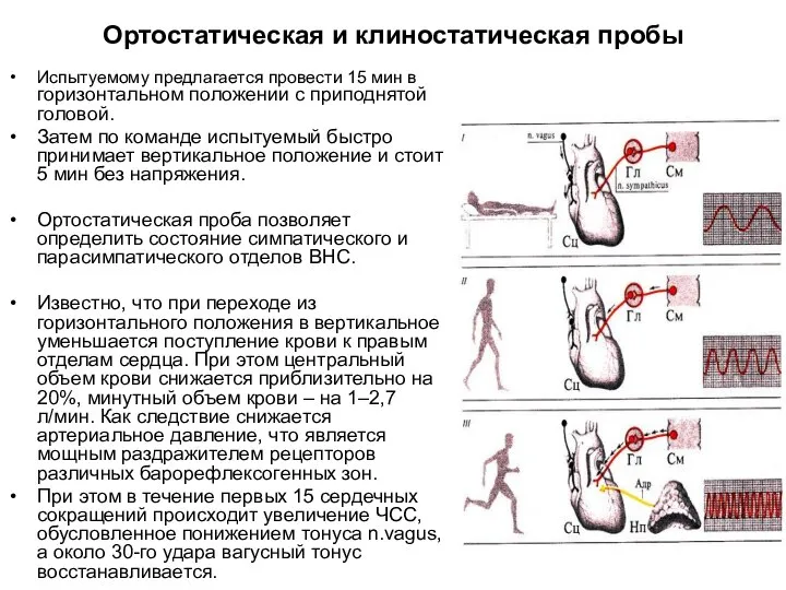 Ортостатическая и клиностатическая пробы Испытуемому предлагается провести 15 мин в горизонтальном положении