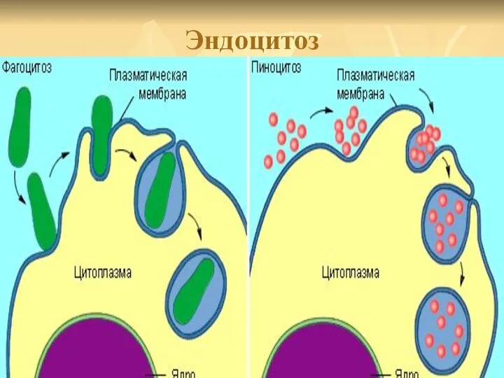 Эндоцитоз