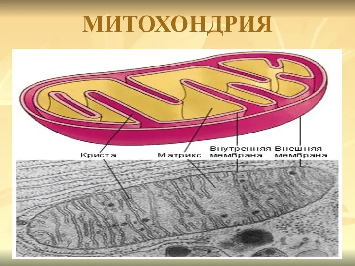 МИТОХОНДРИЯ