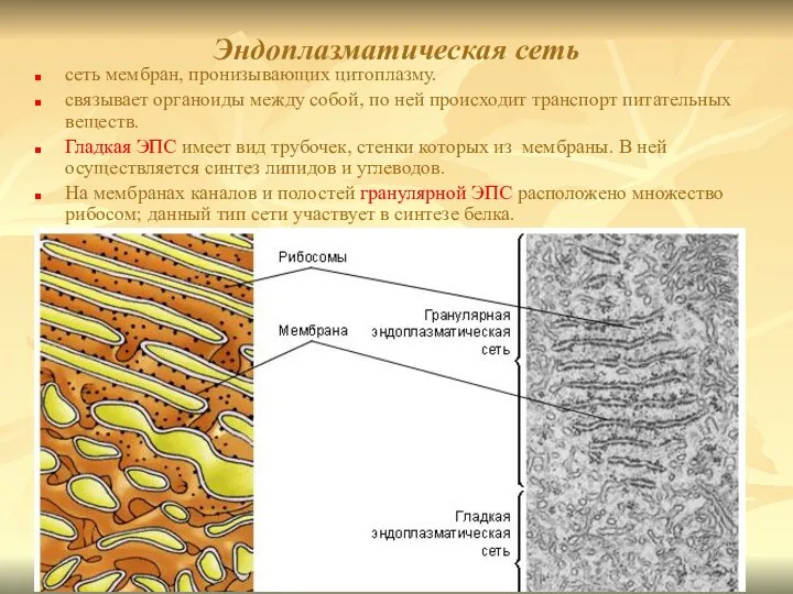 Эндоплазматическая сеть сеть мембран, пронизывающих цитоплазму. связывает органоиды между собой, по ней