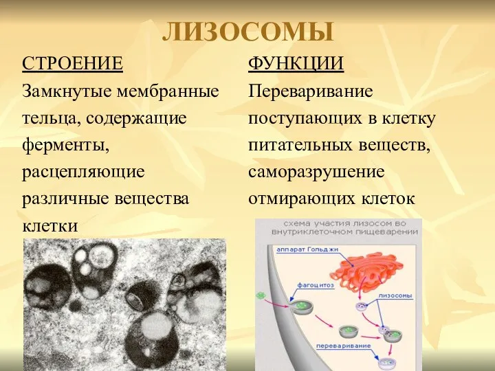 ЛИЗОСОМЫ СТРОЕНИЕ Замкнутые мембранные тельца, содержащие ферменты, расцепляющие различные вещества клетки ФУНКЦИИ