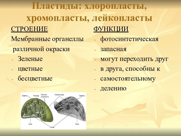 Пластиды: хлоропласты, хромопласты, лейкопласты СТРОЕНИЕ Мембранные органеллы различной окраски Зеленые цветные бесцветные