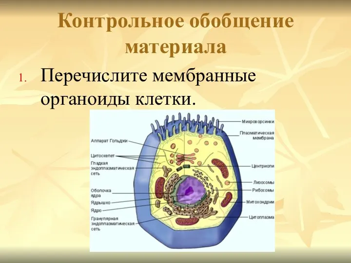 Контрольное обобщение материала Перечислите мембранные органоиды клетки.