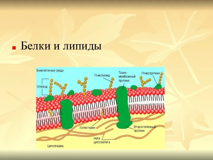 Белки и липиды