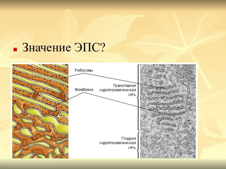 Значение ЭПС?