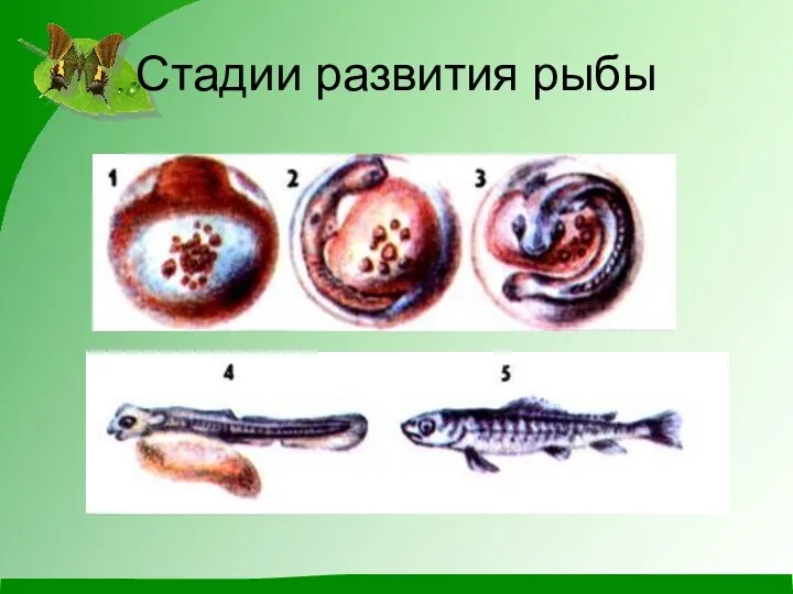 Стадии развития рыбы