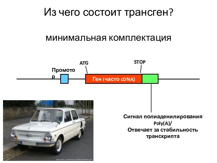 Ген (часто cDNA) ATG STOP Промотор Сигнал полиаденилирования Poly(A)/ Отвечает за стабильность