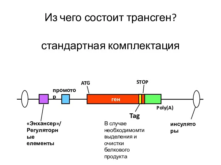 ген ATG STOP Tag «Энхансер»/ Регуляторные елементы промотор Poly(A) Из чего состоит