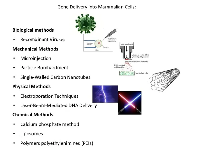 Gene Delivery into Mammalian Cells: Biological methods Recombinant Viruses Mechanical Methods Microinjection