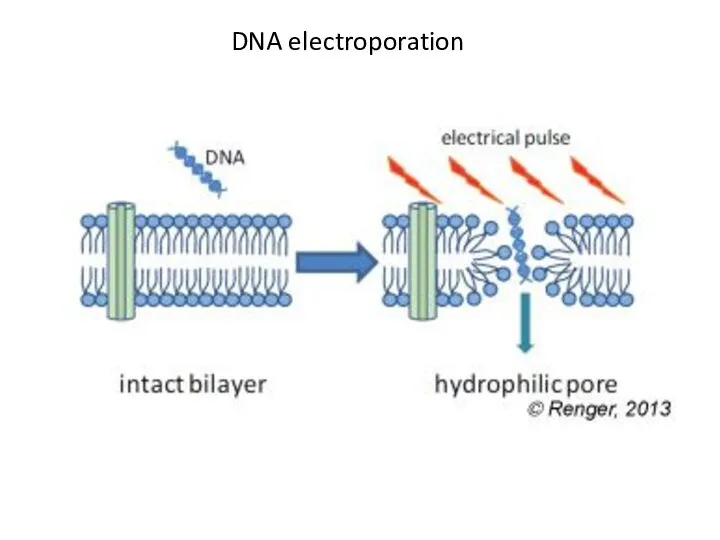 DNA electroporation