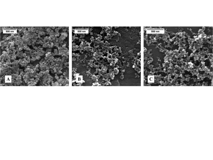 SEM images of the calcium phosphate nanoparticles: (A) CaP–PEI–DNA–SiO2–SH; (B) CaP–DNA–CaP–PEI; (C) CaP–PEI–FITC