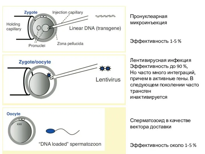 Пронуклеарная микроинъекция Эффективность 1-5 % Лентивирусная инфекция Эффективность до 90 %, Но