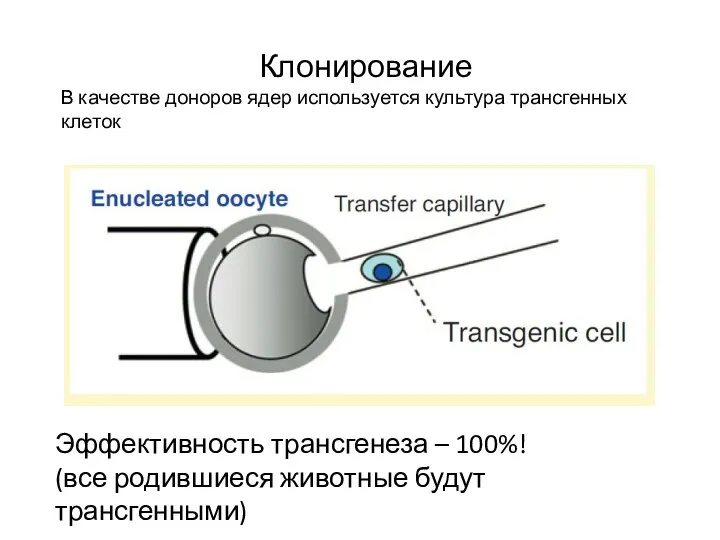 Клонирование В качестве доноров ядер используется культура трансгенных клеток Эффективность трансгенеза –