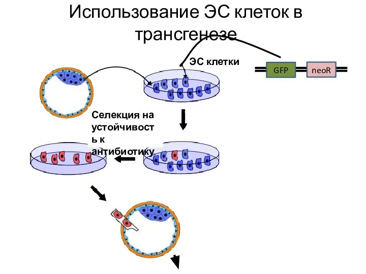 Использование ЭС клеток в трансгенезе ЭС клетки Селекция на устойчивость к антибиотику GFP neoR