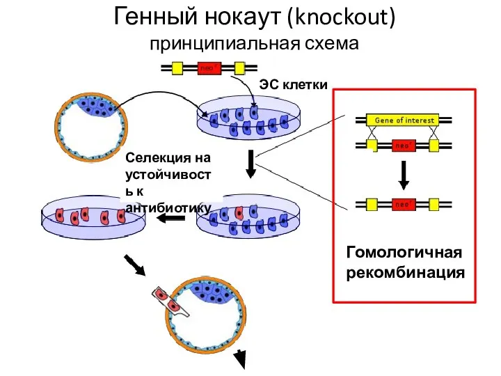 Генный нокаут (knockout) принципиальная схема ЭС клетки Селекция на устойчивость к антибиотику Гомологичная рекомбинация