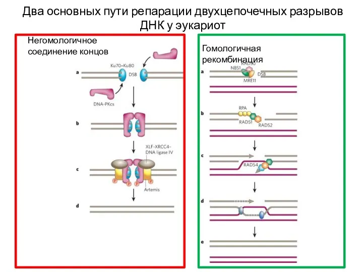 Два основных пути репарации двухцепочечных разрывов ДНК у эукариот Негомологичное соединение концов Гомологичная рекомбинация