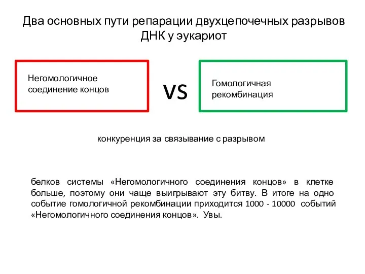 Два основных пути репарации двухцепочечных разрывов ДНК у эукариот Негомологичное соединение концов