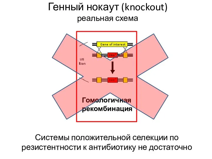 Генный нокаут (knockout) реальная схема Гомологичная рекомбинация Системы положительной селекции по резистентности к антибиотику не достаточно