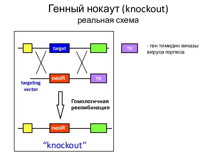 Генный нокаут (knockout) реальная схема TK - ген тимидин киназы вируса герпеса