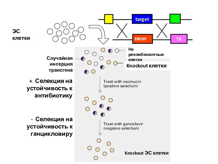 Случайная инсерция трансгена + Селекция на устойчивость к антибиотику Knockout ЭС клетки