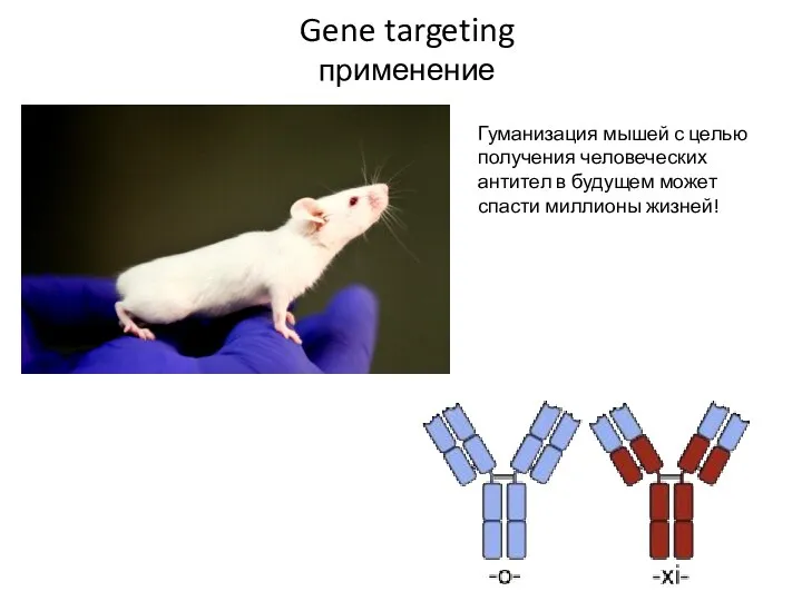 Gene targeting применение Гуманизация мышей с целью получения человеческих антител в будущем может спасти миллионы жизней!