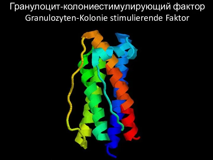 Гранулоцит-колониестимулирующий фактор Granulozyten-Kolonie stimulierende Faktor