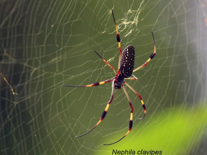 Nephila clavipes