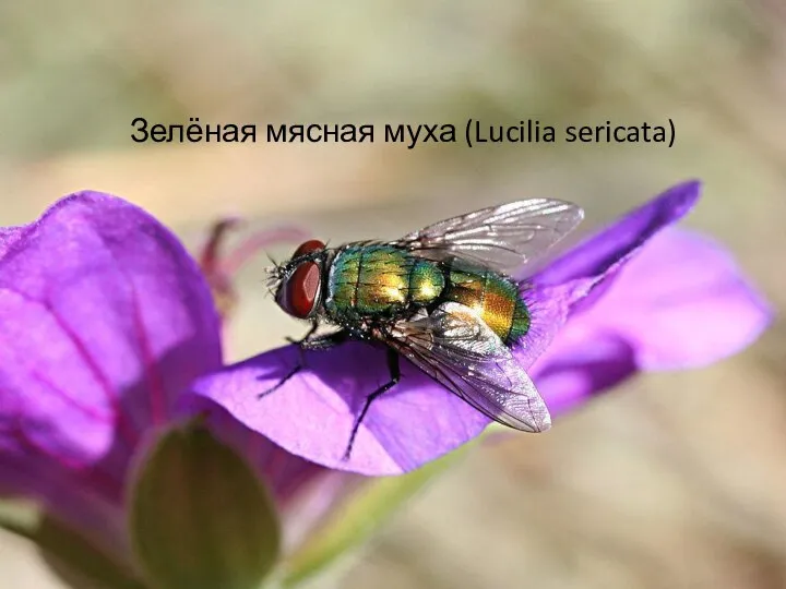 Зелёная мясная муха (Lucilia sericata)
