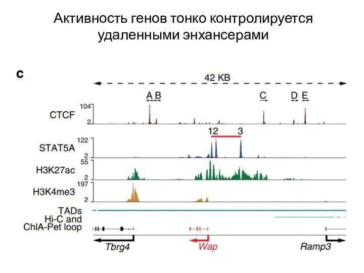 Активность генов тонко контролируется удаленными энхансерами