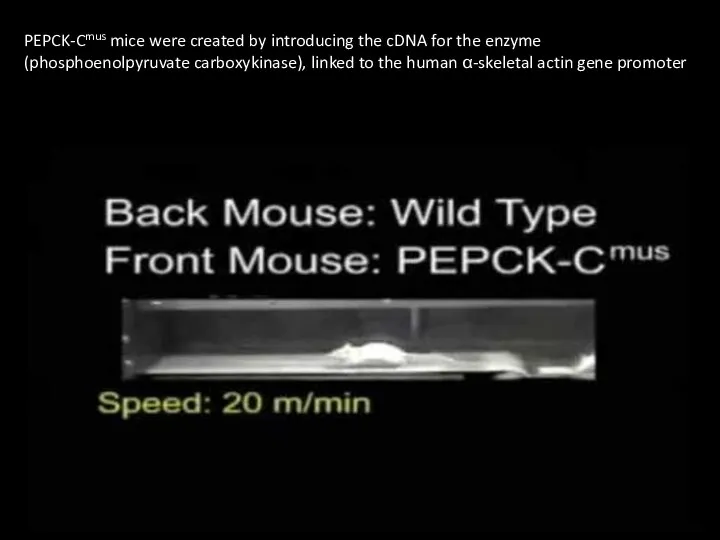 PEPCK-Cmus mice were created by introducing the cDNA for the enzyme (phosphoenolpyruvate