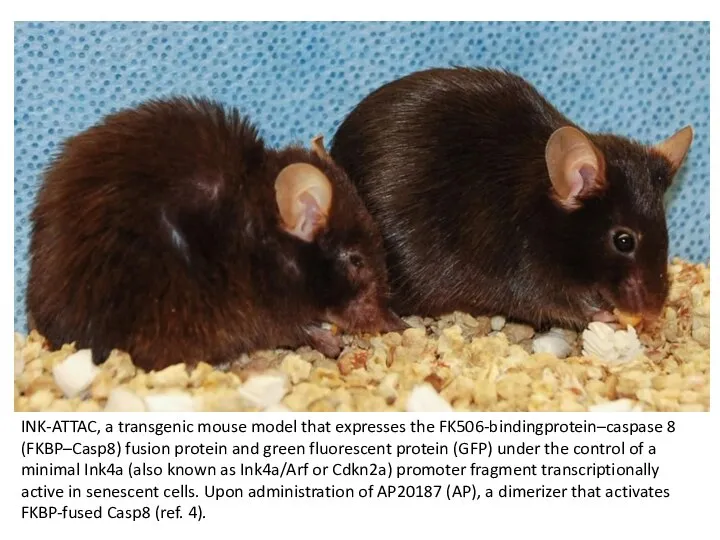 INK-ATTAC, a transgenic mouse model that expresses the FK506-bindingprotein–caspase 8 (FKBP–Casp8) fusion