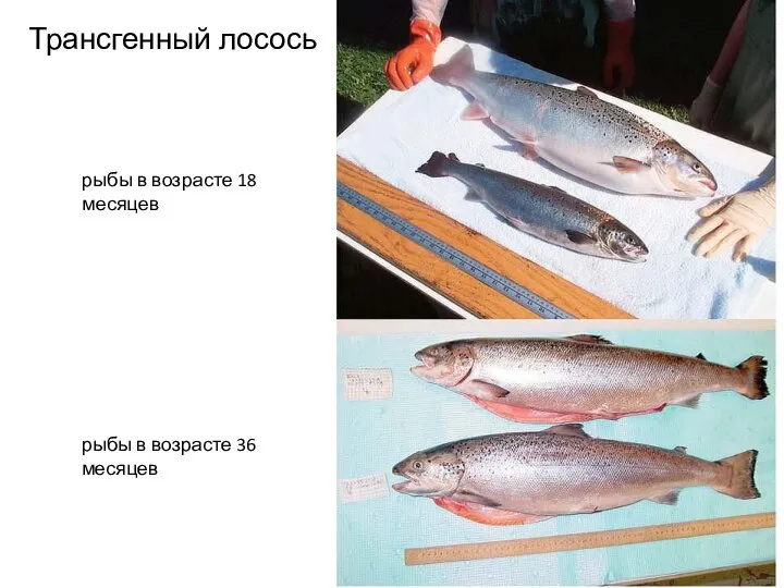 Трансгенный лосось рыбы в возрасте 18 месяцев рыбы в возрасте 36 месяцев