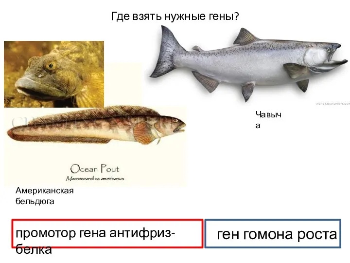 Американская бельдюга Чавыча ген гомона роста промотор гена антифриз-белка Где взять нужные гены?