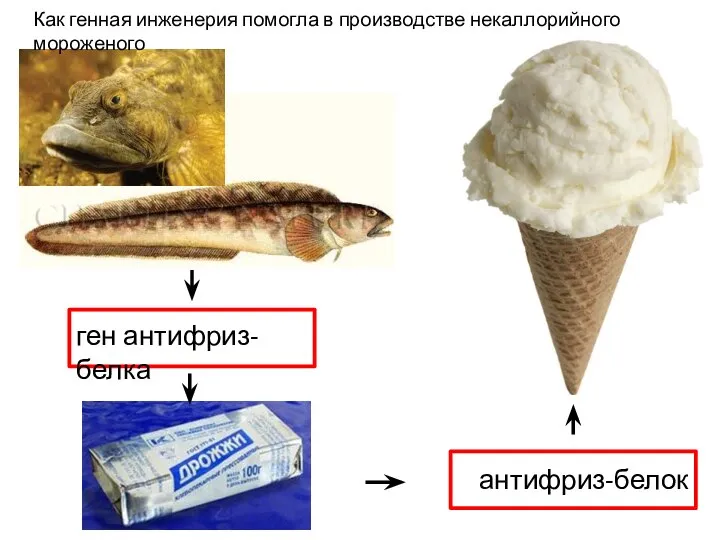 ген антифриз-белка антифриз-белок Как генная инженерия помогла в производстве некаллорийного мороженого