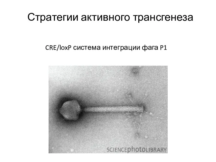 Стратегии активного трансгенеза CRE/loxP система интеграции фага P1