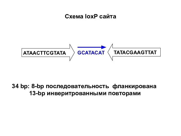 Схема loxP сайта ATAACTTCGTATA TATACGAAGTTAT GCATACAT 34 bp: 8-bp последовательность фланкирована 13-bp инверитрованными повторами