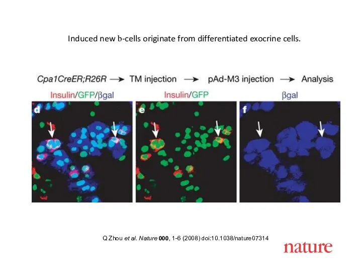 Q Zhou et al. Nature 000, 1-6 (2008) doi:10.1038/nature07314 Induced new b-cells