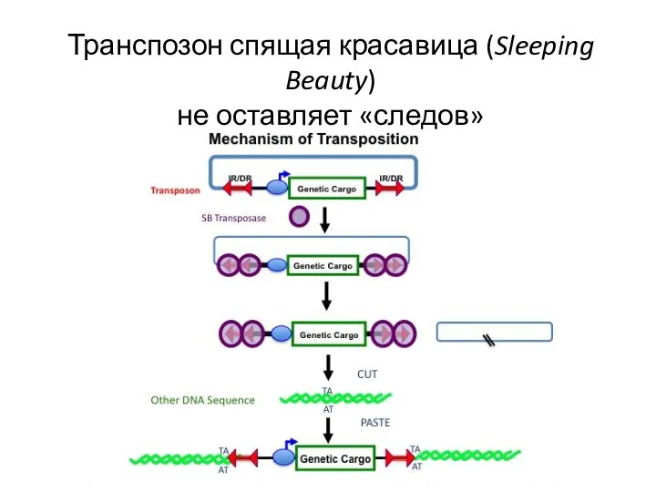 Транспозон спящая красавица (Sleeping Beauty) не оставляет «следов»