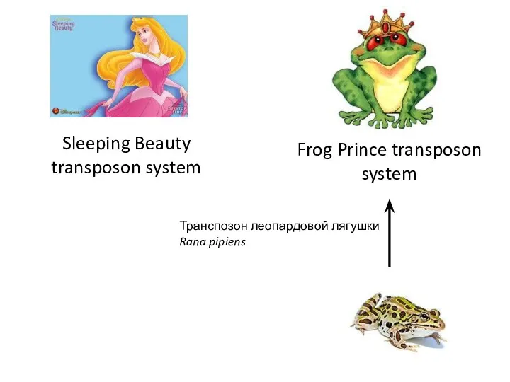 Frog Prince transposon system Sleeping Beauty transposon system Транспозон леопардовой лягушки Rana pipiens