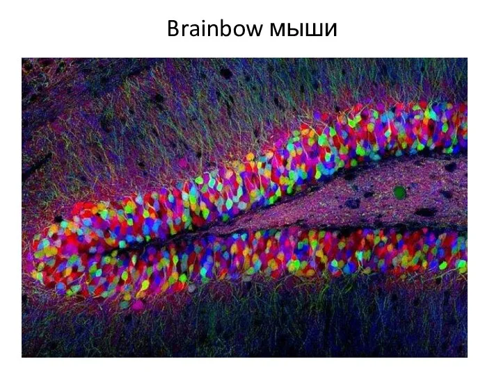 Brainbow мыши