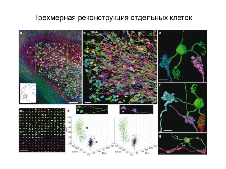 Трехмерная реконструкция отдельных клеток