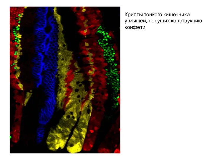 Крипты тонкого кишечника у мышей, несущих конструкцию конфети